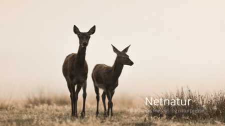 DJ vil stadig tvinge jægerne til naboaftaler