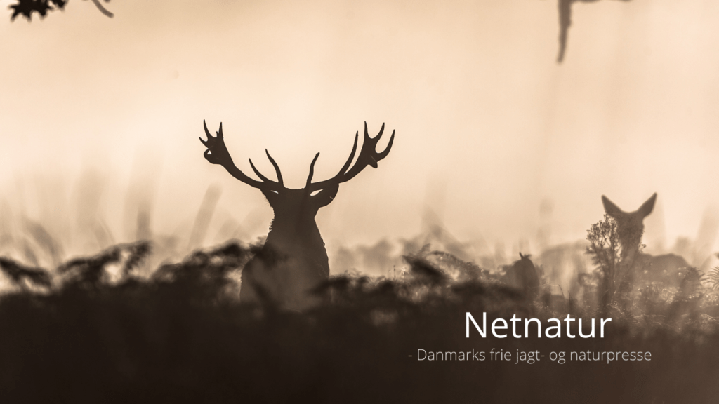 Stridigheder mellem jægere endte med dobbeltdrab Stridigheder mellem jægere endte med dobbeltdrab