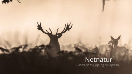 Stridigheder mellem jægere endte med dobbeltdrab