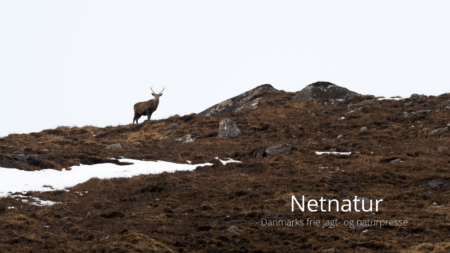 En dyr fejltagelse En dyr fejtagelse