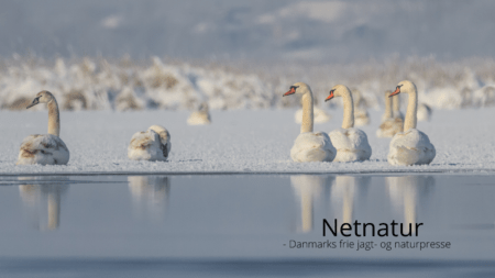 Svaner blunder sig gennem perioder med frost og sne