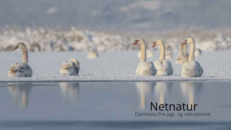Svaner blunder sig gennem perioder med frost og sne