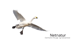 Pibesvanen – en talrig træk- og vintergæst Pibesvanen - en talrig træk- og vintergæst