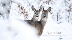 Gode råd ved fodring af vildtet