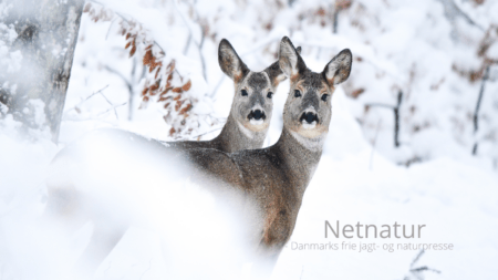 Gode råd ved fodring af vildtet