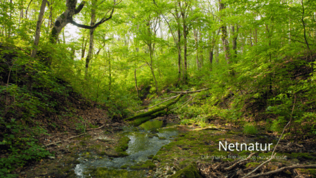 Skovdyrkerne: Uvildig og professionel rådgivning til skovejere