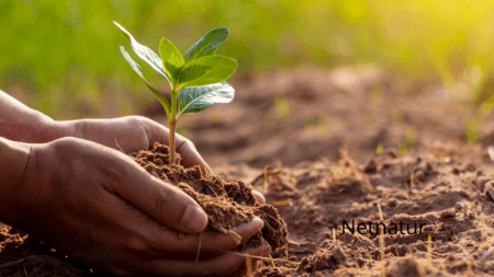 Køb af jord til skovrejsning?