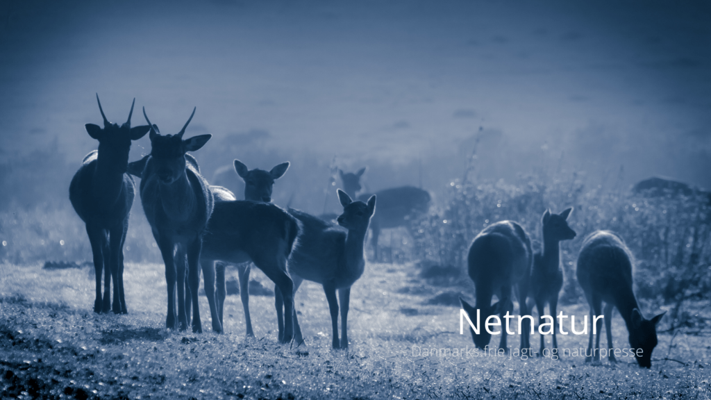 Pas på vildtet ved fuldmåne