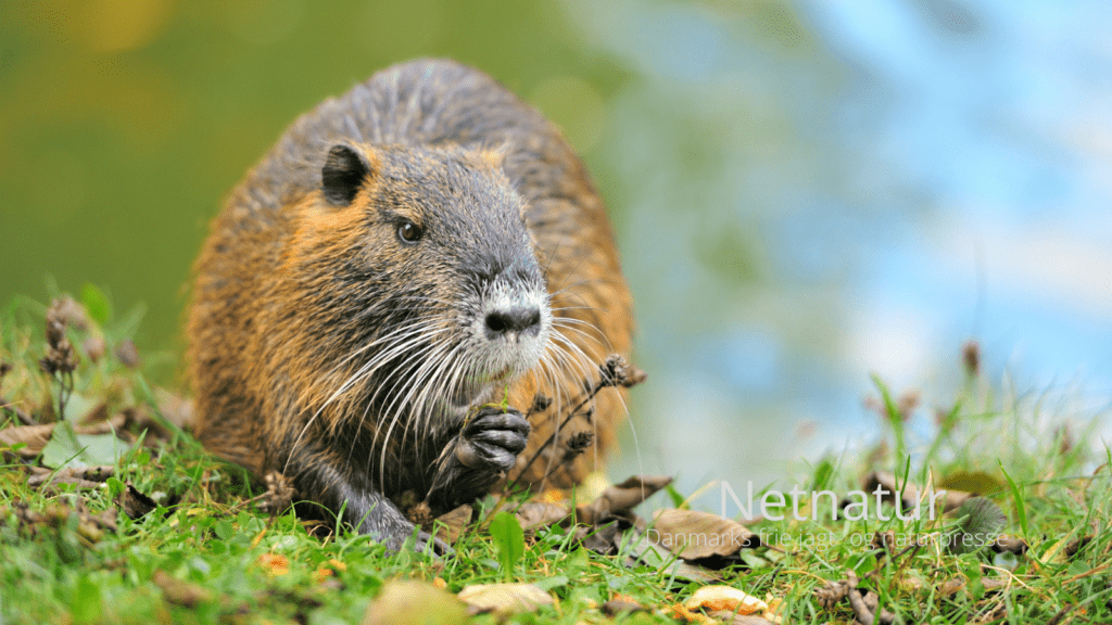Bisamrotten - uønsket i Danmark
