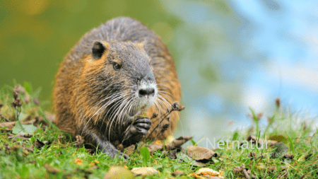 Bisamrotten – uønsket i Danmark Bisamrotten - uønsket i Danmark