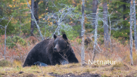 SCI Danmark: Dansk afdeling i verdens største jagtorganisation