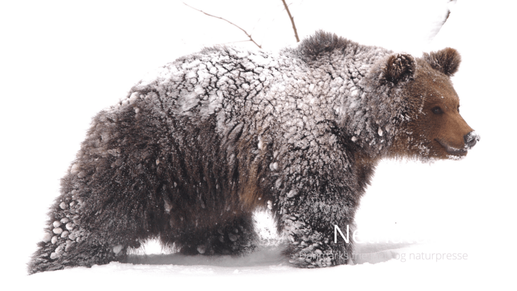 CIC optager første nordamerikanske medlem