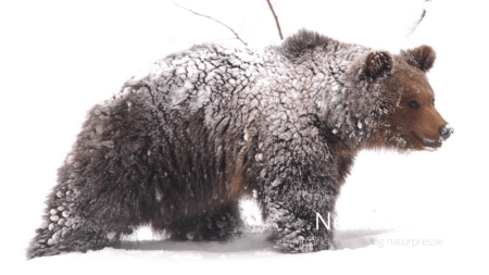 CIC optager første nordamerikanske medlem