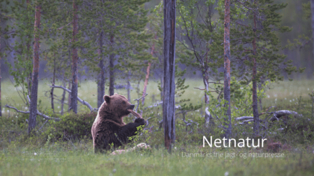 Spiser nu den bjørn, som angreb og skamferede ham