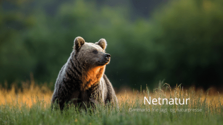 Bjørn nedlagt i dramatisk selvforsvar