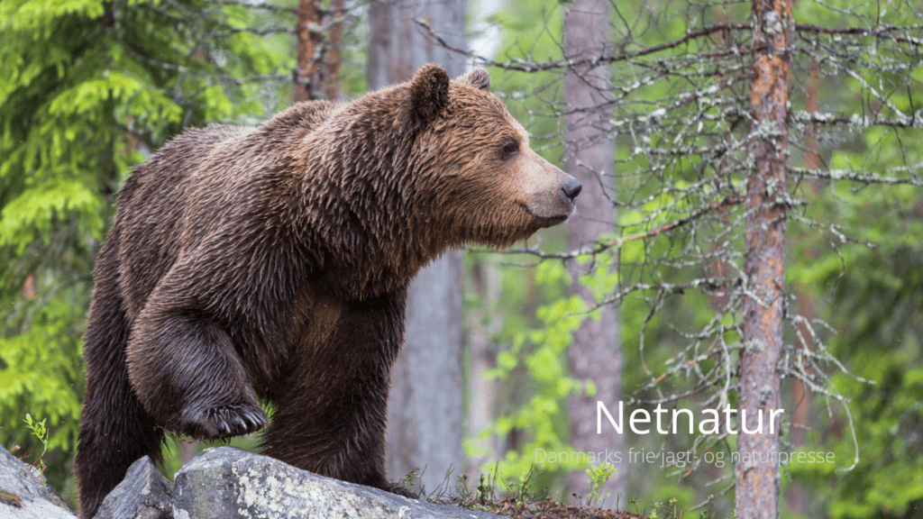 Teenager dræbt af bjørn