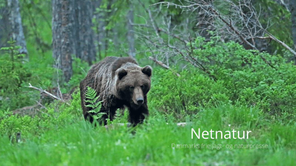 465 bjørne kan nedlægges i Sverige