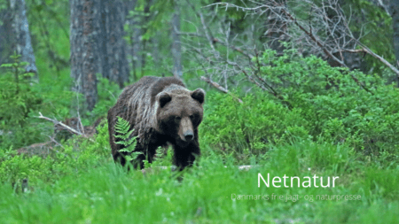 465 bjørne kan nedlægges i Sverige