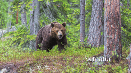 500 bjørne skal aflives