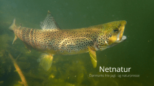 Flere køber fisketegn – 209.000 bidrager til fisk og vandnatur Flere køber fisketegn – 209.000 bidrager til fisk og vandnatur