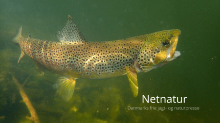 Flere køber fisketegn – 209.000 bidrager til fisk og vandnatur Flere køber fisketegn – 209.000 bidrager til fisk og vandnatur