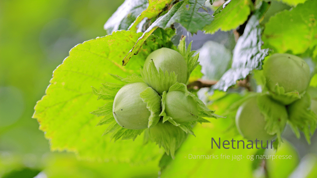 Kend dine vildtplanter: Hassel