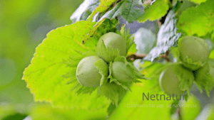 Kend dine vildtplanter: Hassel Kend dine vildtplanter: Hassel