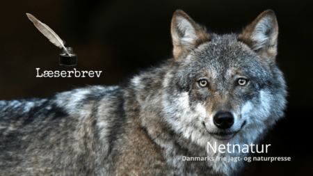 Hårdt at være ulv