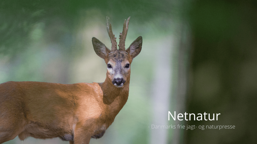 Mål og middel med trofæmedaljer