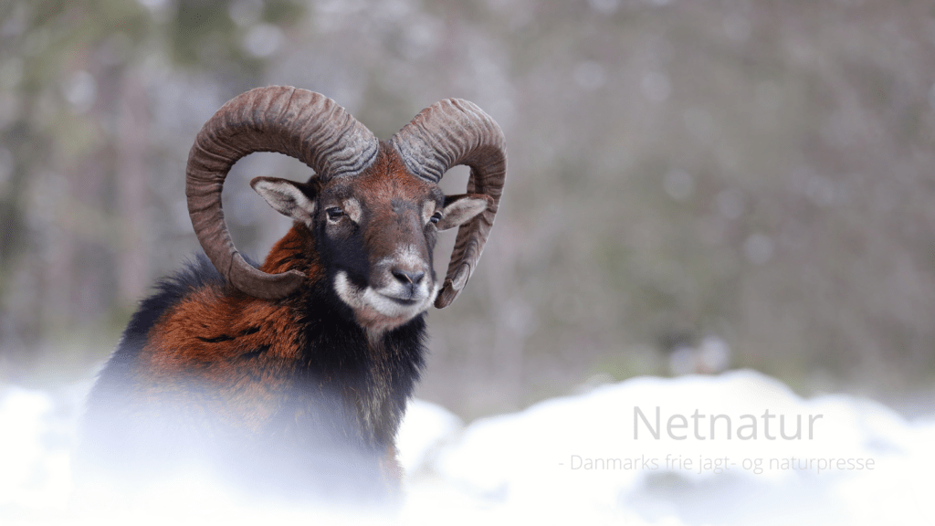 Trofævildt skal skydes i fri natur