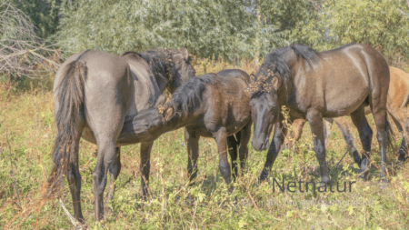 Dyr i naturnationalparker Dyr i naturnationalparker