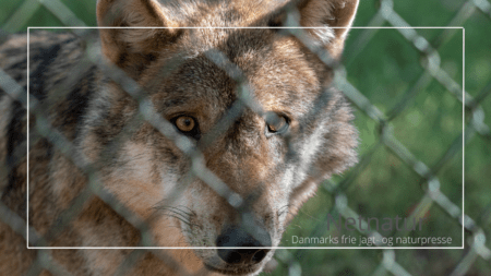 Første angreb på husdyr bag ulvesikret hegn