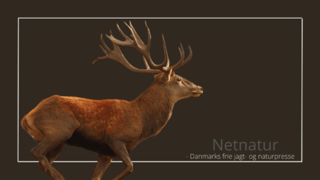 Adaptiv forvaltning af hjortevildt