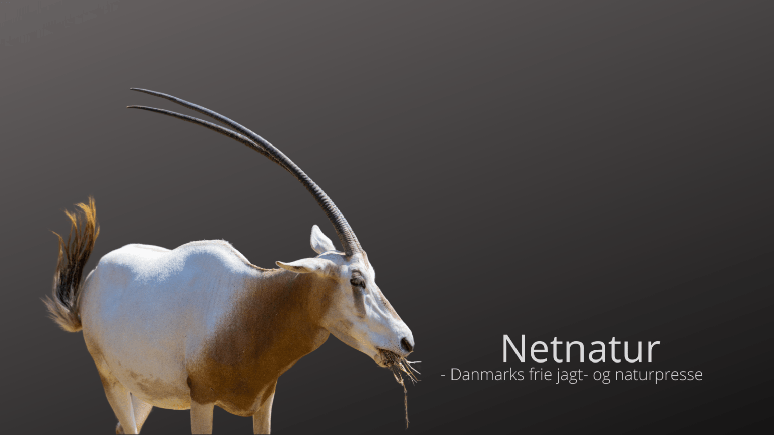 Ørkenens oryx genoprettet Ørkenens oryx genoprettet