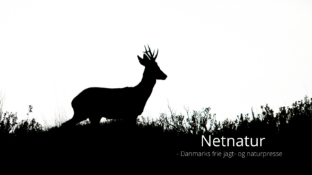 Nyjæger ind på verdensranglisten