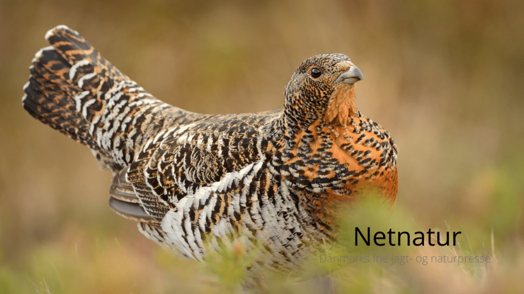 Rovdyr fodres for at øge tjurbestand Rovdyr fodres for at øge tjurbestand