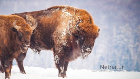 Visent skabt af en urgammel blanding