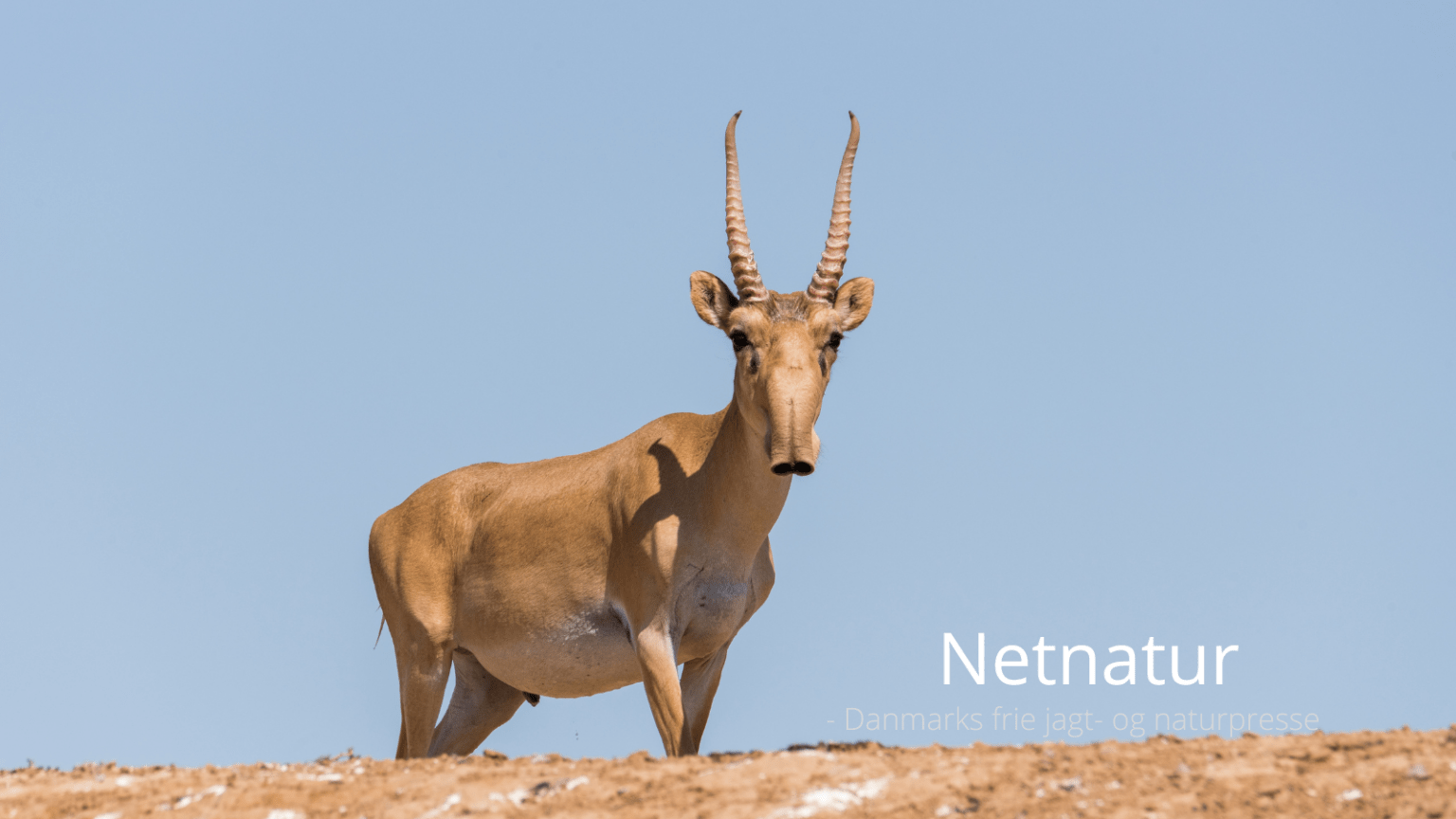 Saiga-antilopen reddet i Kasakhstan Saiga-antilopen reddet i Kasakhstan