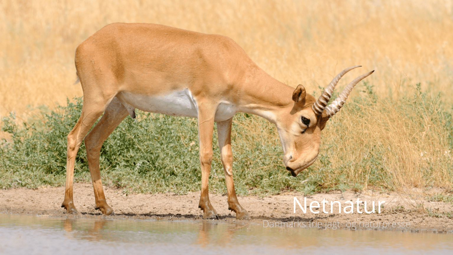 Saiga i fremgang