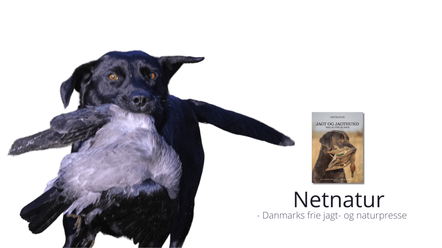 Jagthund til kragejagt