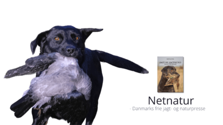 Jagthund til kragejagt