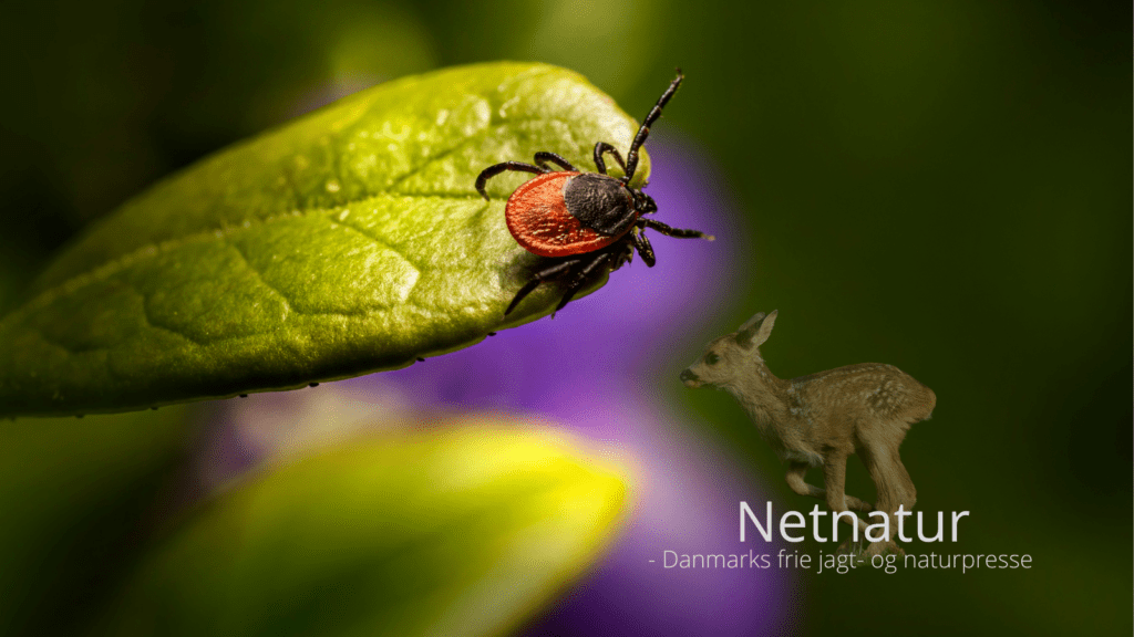 Flåt, råvildt og borrelia