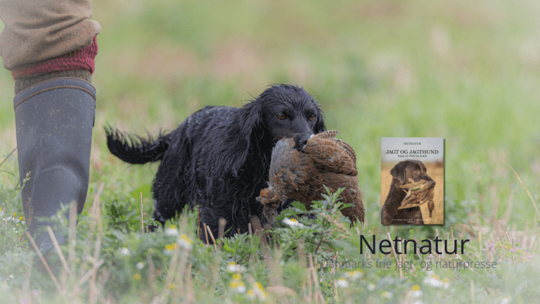Cocker spaniel - evig glad jagtmaskine