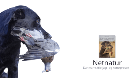 Jagthund til duejagt