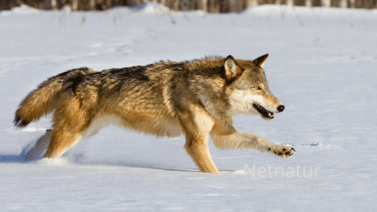 Dømt for deltagelse i ulovlig forfølgelse og ulvedrab