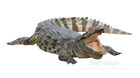 Slut med skind og fjer fra vilde dyr