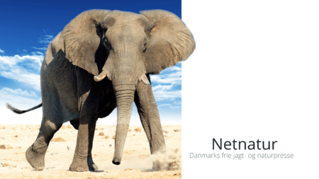 Storbritanien lader op til forbud mod trofæimport