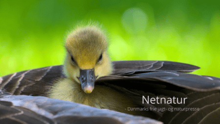Med påsken kommer grågåsens gæslinger