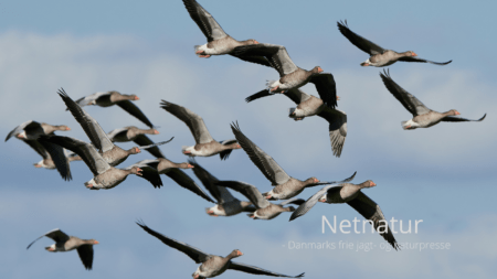 Forbud mod fyrværkeri i naturområder