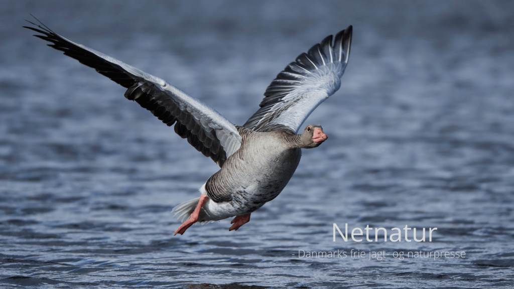 Flydende lokkegæs kan give jagten bonusgevinster